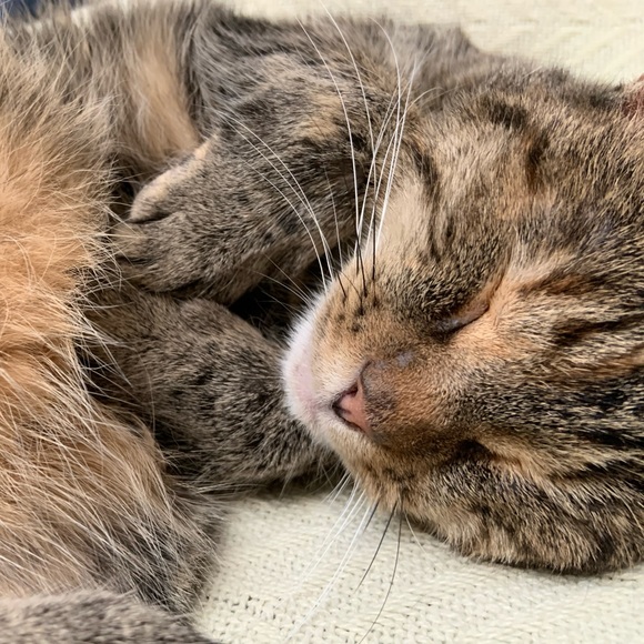 Meet your Posher, Jillian - Picture 3 of 3